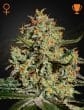 Big Bang Feminized Cannabis Seeds by Green House Seeds