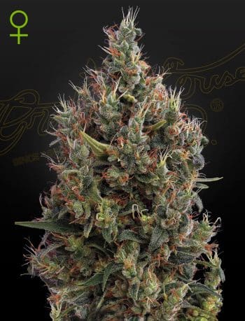 Big Bang Auto Cannabis Seeds by Green House Seeds