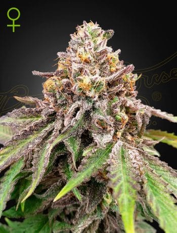 Blue Haze x Gelato #41 Auto Cannabis Seeds by Green House Seeds