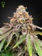 Blue Haze x Gelato #41 Auto Cannabis Seeds by Green House Seeds