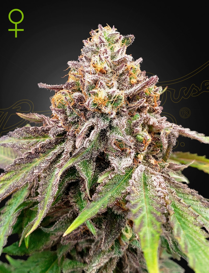 Blue-Haze-Gelato Blue Haze x Gelato #41 Auto Cannabis Seeds by Green House Seeds