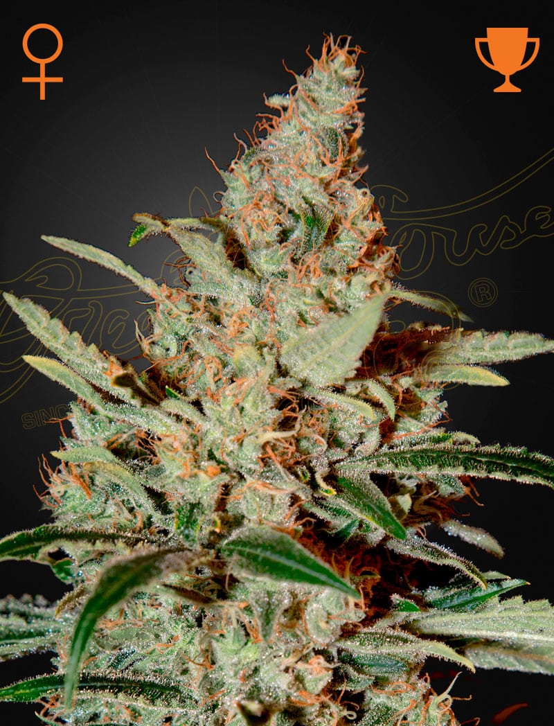 Chemdog Chemdog Feminized Cannabis Seeds by Green House Seeds