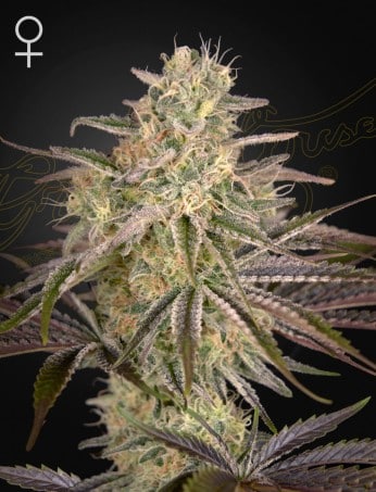 Cloudwalker Feminized Cannabis Seeds by Green House Seeds