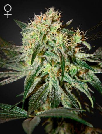 Damn Sour Feminized Cannabis Seeds by Green House Seeds