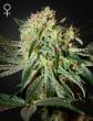 Damn Sour Feminized Cannabis Seeds by Green House Seeds