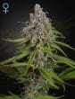 Deep Candy CBD Cannabis Seeds by Green House Seeds