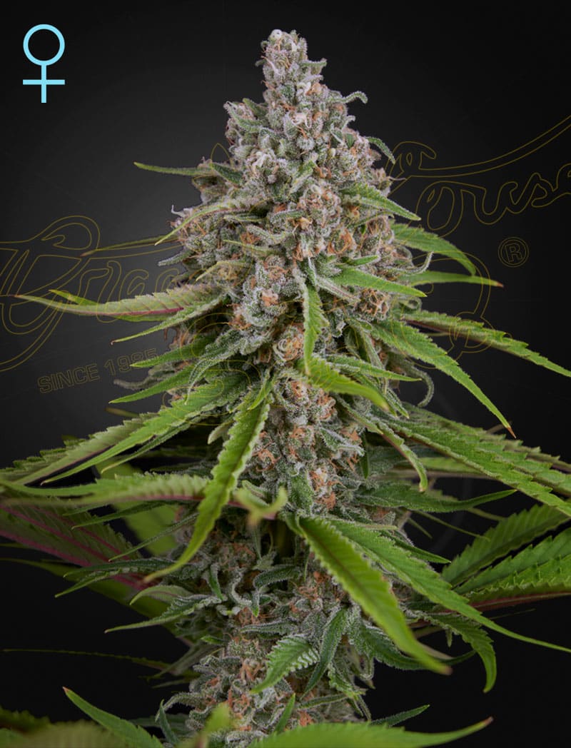 DeepCandy-STRAINS_WEB_2y2z-z8 Deep Candy CBD Cannabis Seeds by Green House Seeds