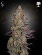 EXODUS_CHEESE