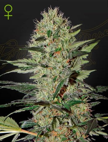 Exodus Cheese Auto Cannabis Seeds by Green House Seeds