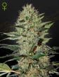Exodus Cheese Auto Cannabis Seeds by Green House Seeds