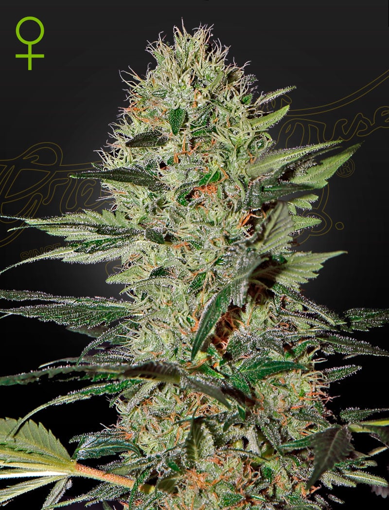 ExodusCheeseAuto Exodus Cheese Auto Cannabis Seeds by Green House Seeds