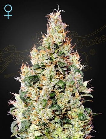 Exodus Cheese Autoflowering CBD by Green House Seeds