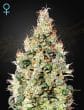 Exodus Cheese Autoflowering CBD by Green House Seeds