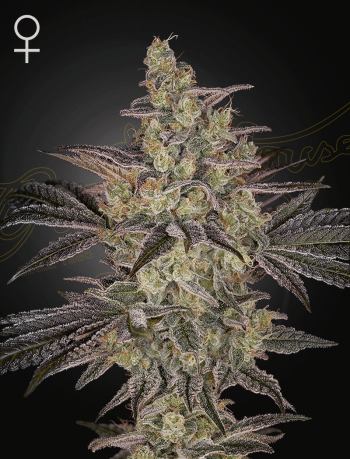 Frosted Guava Auto Cannabis Seeds by Green House Seeds