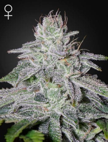 Franco's Lemon Cheese Feminized Cannabis Seeds by Green House Seeds