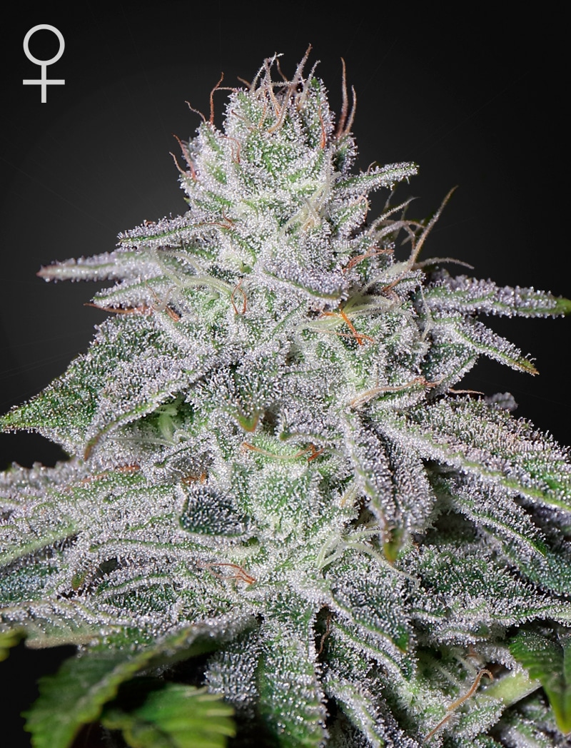 FrancosLemonCheese_WEB Franco's Lemon Cheese Feminized Cannabis Seeds by Green House Seeds