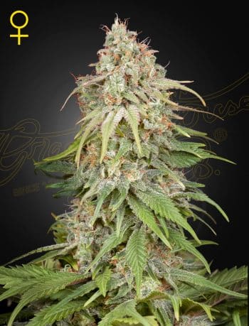 Amnesia Feminized Cannabis Seeds by Green House Seeds