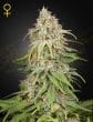 Amnesia Feminized Cannabis Seeds by Green House Seeds
