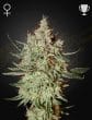 Cheese Feminized Cannabis Seeds by Green House Seeds