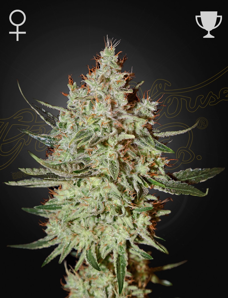 GHCheese_jt70-1w Cheese Feminized Cannabis Seeds by Green House Seeds