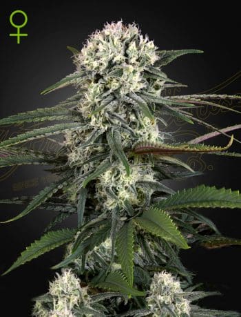 Auto Bomb Cannabis Seeds by Green House Seeds