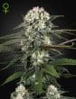Auto Bomb Cannabis Seeds by Green House Seeds