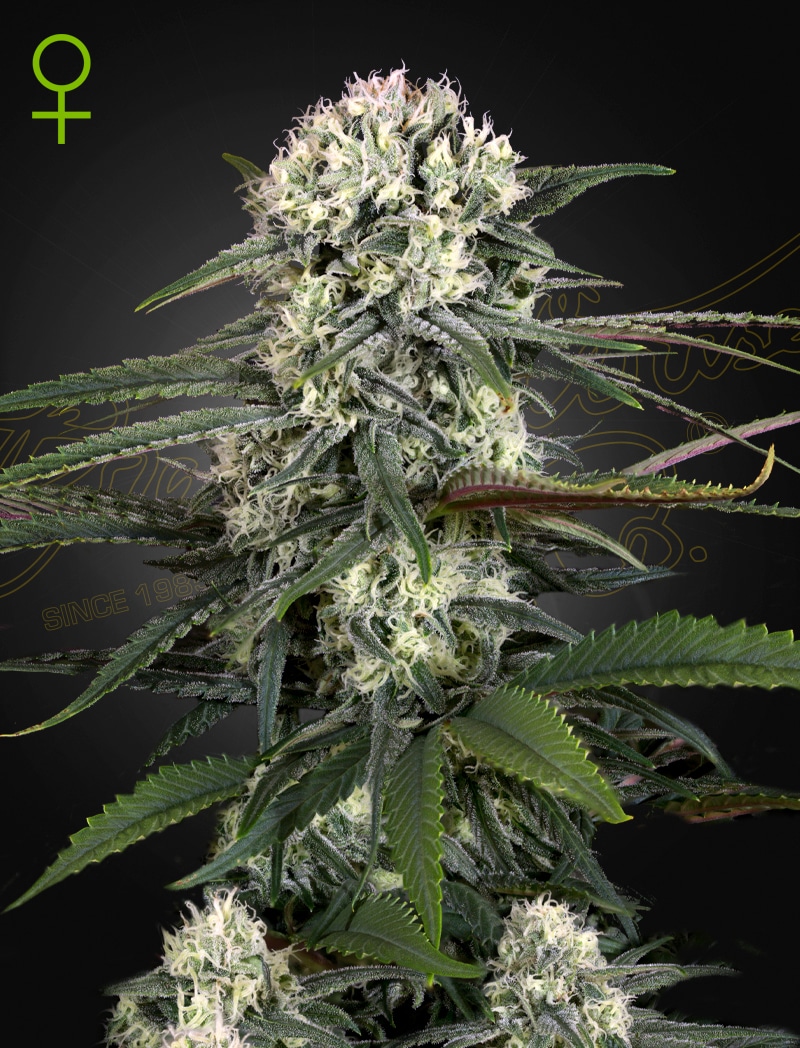 GHSC_Auto-Bomb_WEB Auto Bomb Cannabis Seeds by Green House Seeds
