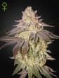 GH Black Toffee Autoflower Cannabis Seeds by Green House Seeds