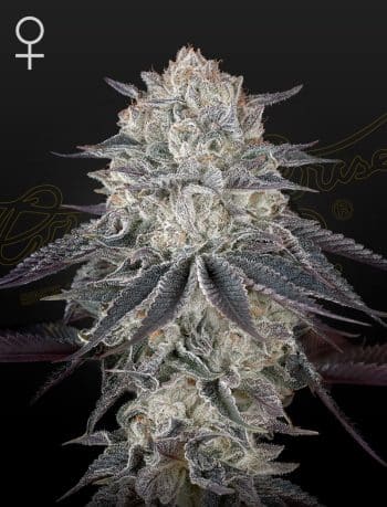 Fullgas! Feminized Cannabis Seeds by Green House Seeds