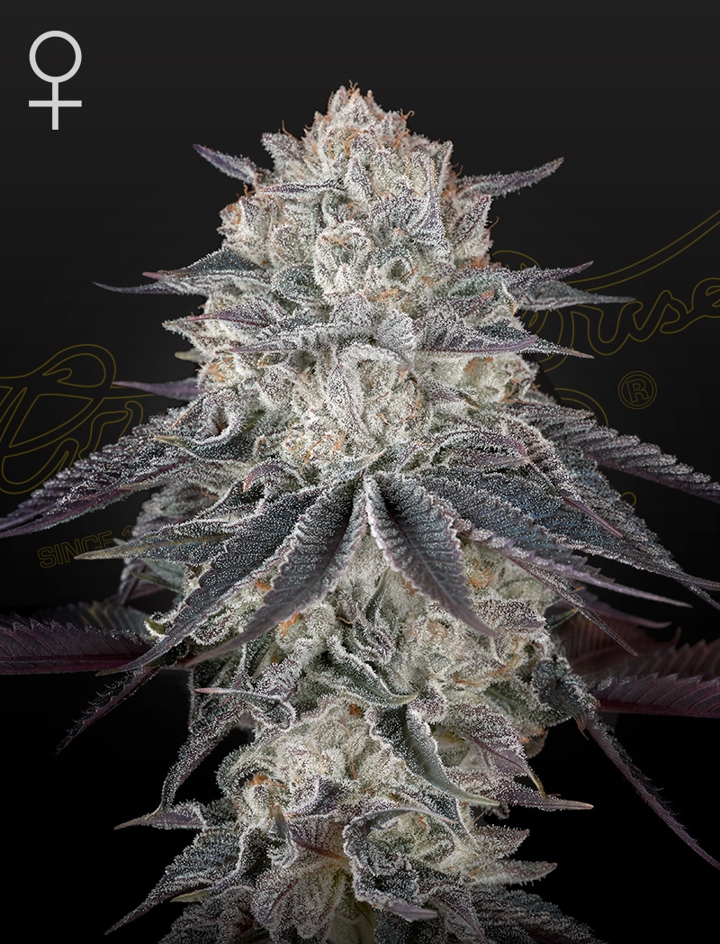 GHSC_Fullgas__WEB Fullgas! Feminized Cannabis Seeds by Green House Seeds