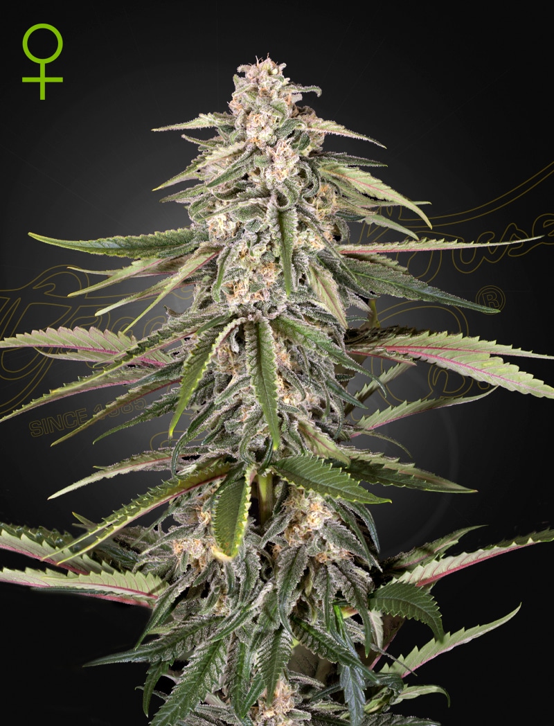 GHSC_Green-O-Matic_WEB Greenomatic Auto Cannabis Seeds by Green House Seeds