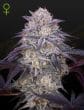 Kings Juice Auto Cannabis Seeds by Green House Seeds