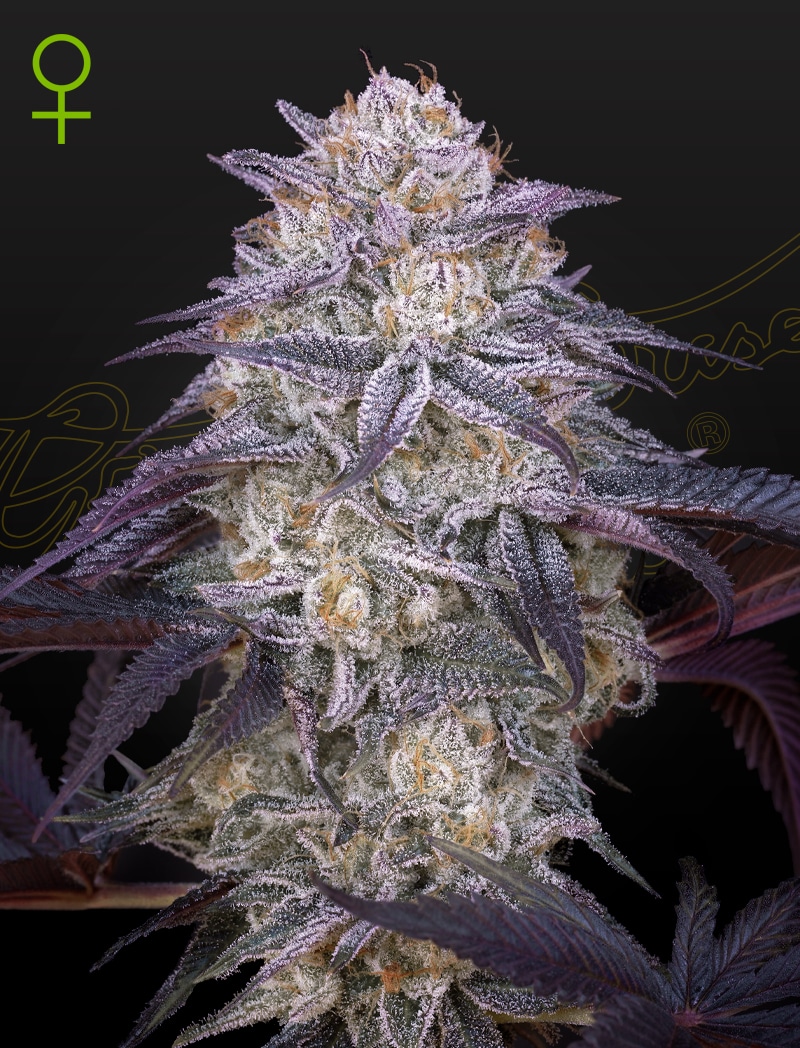 GHSC_KingsJuiceAuto_WEB Kings Juice Auto Cannabis Seeds by Green House Seeds