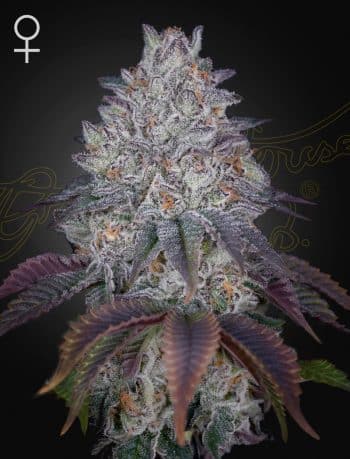 King's Tart Feminized Cannabis Seeds by Green House Seeds
