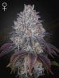 King's Tart Feminized Cannabis Seeds by Green House Seeds
