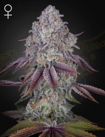 Persian Pie Feminized Cannabis Seeds by Green House Seeds
