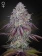 Persian Pie Feminized Cannabis Seeds by Green House Seeds