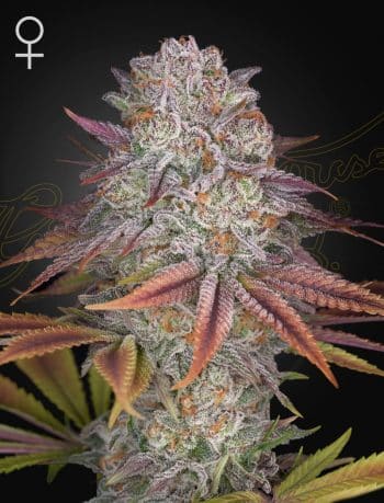 Pulp's Friction Feminized by Green House Seeds