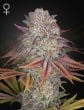 Pulp's Friction Feminized by Green House Seeds