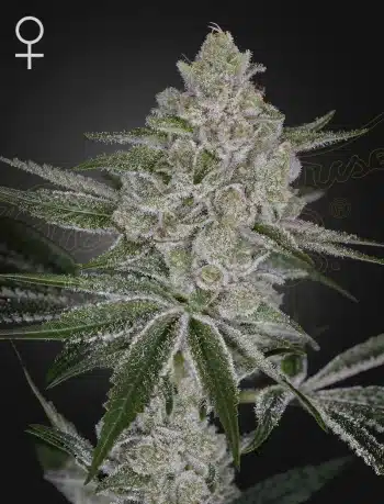 Shishka Lemonade Feminized Cannabis Seeds by Green House Seeds