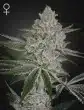 Shishka Lemonade Feminized Cannabis Seeds by Green House Seeds