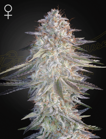 Super Lemon Haze x Pink Candy Feminized Cannabis Seeds by Green House Seeds