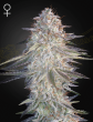 Super Lemon Haze x Pink Candy Feminized Cannabis Seeds by Green House Seeds