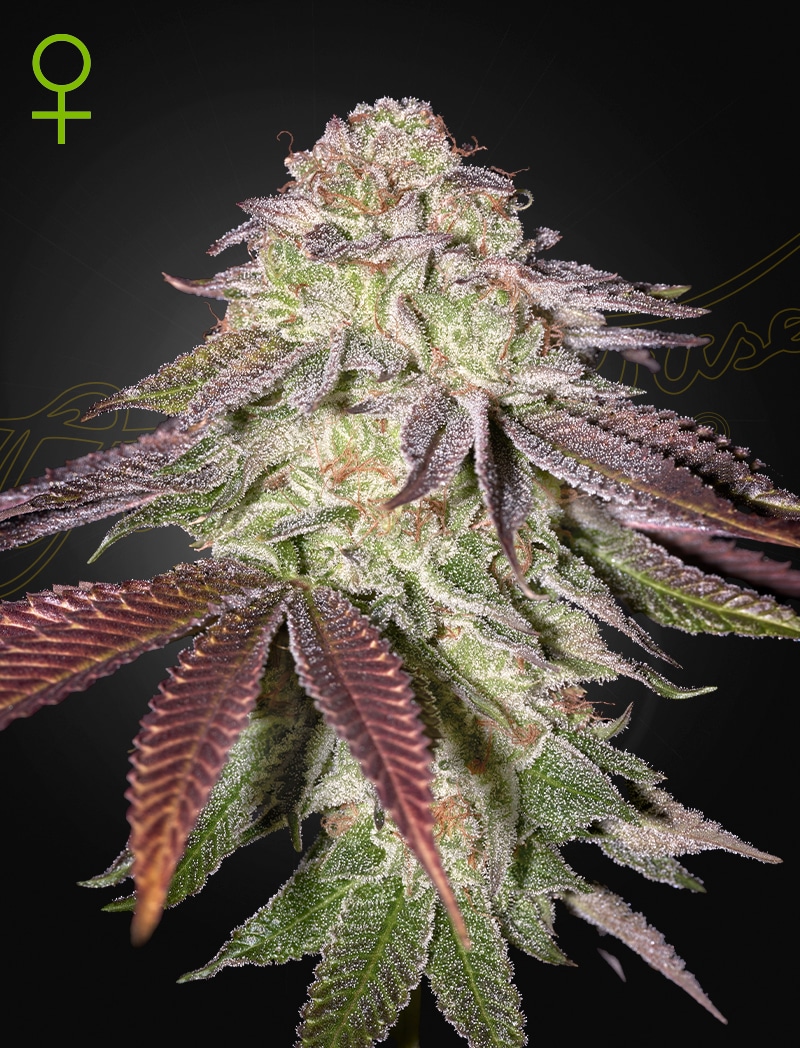 Sugarlato Auto Cannabis Seeds by Green House Seeds Sugarlato Auto Cannabis Seeds by Green House Seeds