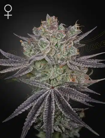 Papaya Sour Spritz Feminized Cannabis Seeds by Green House Seeds