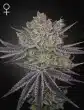 Papaya Sour Spritz Feminized Cannabis Seeds by Green House Seeds