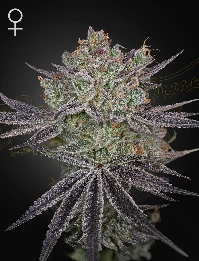 GHSC_WEBSITE_PAPAYA-SOUR-SPRITZ_STRAIN_4fvy-dk Papaya Sour Spritz Feminized Cannabis Seeds by Green House Seeds
