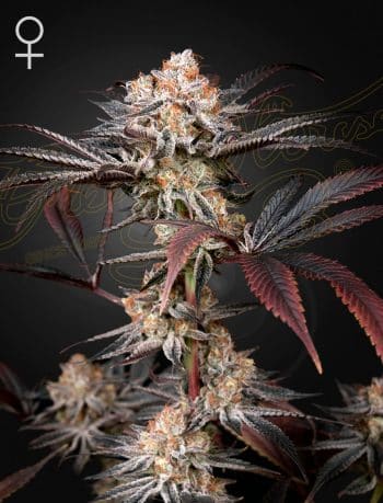 Wonder Pie Feminized Cannabis Seeds by Green House Seeds
