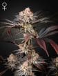 Wonder Pie Feminized Cannabis Seeds by Green House Seeds