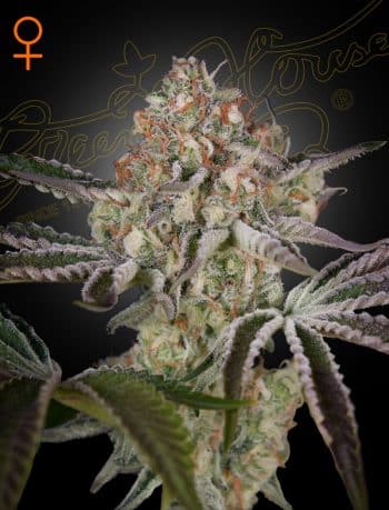 Great White Shark Feminized Cannabis Seeds by Green House Seeds